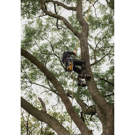 Person climbing a tree using safety ropes and harness, surrounded by green leaves and branches.